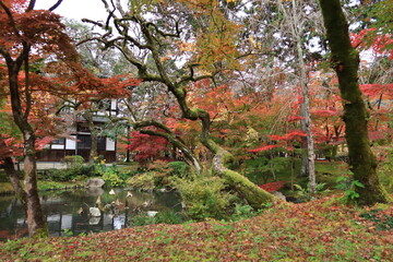  Autumn in Kyoto : Hojyo-chi Pond and Toshokan Library in the precincts of Zenrin-ji Temple in Japan 京都市の秋：禅林寺（永観堂）境内にある法生池と図書館と紅葉