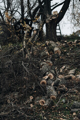 Sawn tree, chaos, bad mood, cut