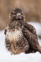 Common Buzzard portrait in winter