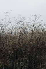Depressive background, bad weather, dry plants