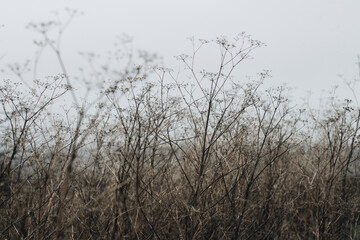 Fototapeta na wymiar Depressive background, bad weather, dry plants