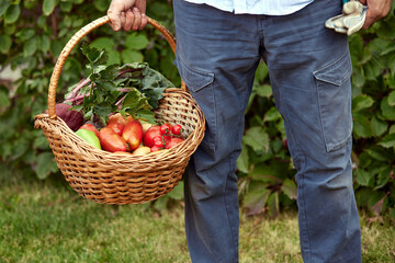 Close up of a mature male farmer is holding a basket with fresh harvested at the moment vegetables satisfied with his harvest