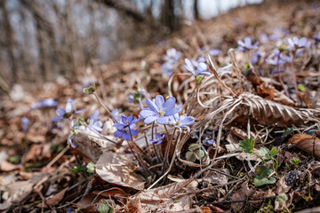 Wild blue flowers growing on the forest floor in spring