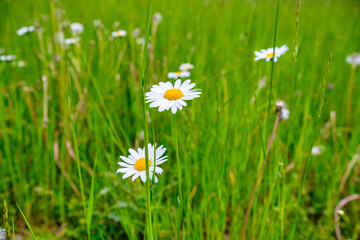 Daisy in the wind in close-up. Chamomile Plants, Tranquil Natural Background