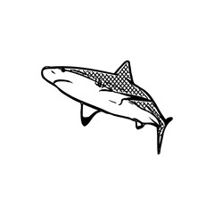 sketch, fish, drawing, illustration, shark, ocean, water, animal, vector, nature, sea, wild, underwater, teeth, wildlife, predator, background, dangerous, silhouette, danger, white, isolated, art