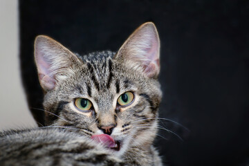 Naklejka na ściany i meble A gray tabby kitten stuck out its pink tongue.