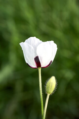 White poppy close up in field. Summer flowers.