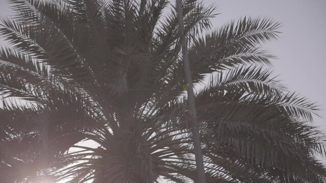palme
