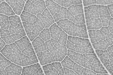 Black and white leaf rib texture.