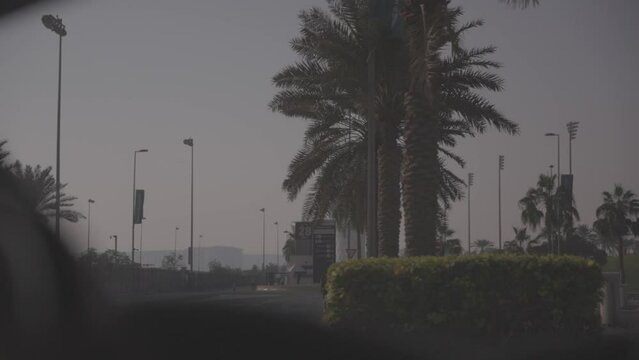 parlm trees 