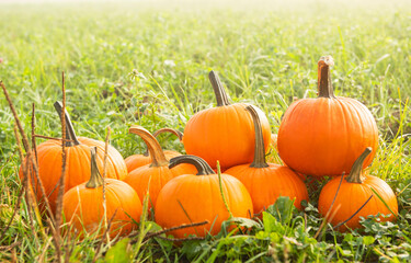 Many ripe orange pumpkins on green grass outdoors