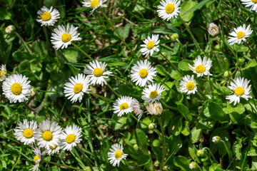 Fototapeta premium field of daisies