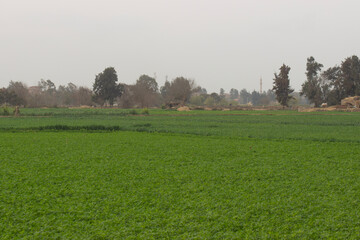 Panoramic view for Green field, countryside Egypt's Nile River Delta region