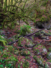 Lit de torrent de montagne ass&eacute;ch&eacute; en automne avec de la mousse sur les rochers, galets et arbres