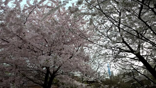 Cherry Blossoms Spring Central Park NYC NY 10