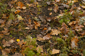 Fallen autumn leaves on ground after rain