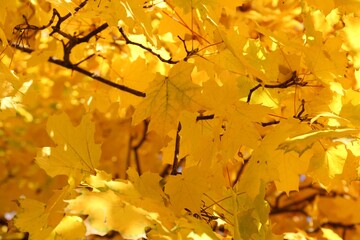 Beautiful tree with golden leaves outdoors, closeup. Autumn season