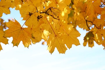 Naklejka na ściany i meble Beautiful tree with golden leaves and sky outdoors, low angle view. Autumn season
