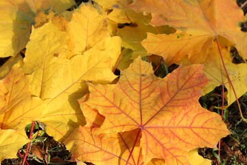 Beautiful dry leaves on grass outdoors, above view. Autumn season