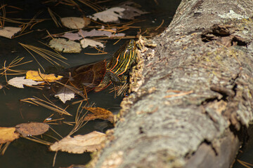 turtle in pond next to log in sun