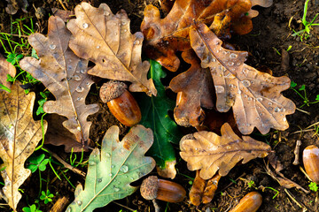 Oak leaves and acorn on the ground after rain