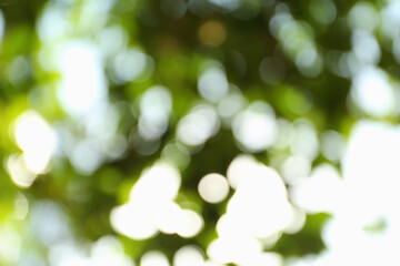 Obraz premium Blurred view of green trees on sunny day outdoors. Bokeh effect