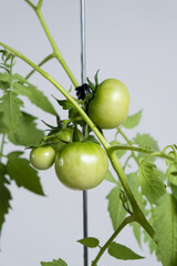 Growing tomatoes from seeds, step by step. Step 12 - lots of green tomatoes on branches.