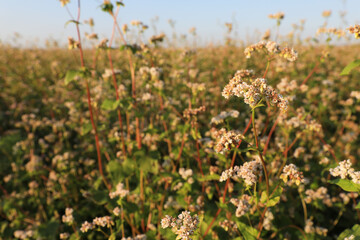 Beautiful blossoming buckwheat field on sunny day, closeup view