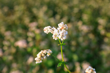 Closeup view of beautiful blossoming buckwheat flowers