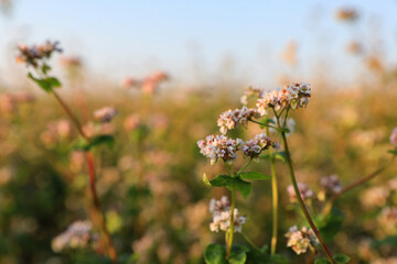 Beautiful blossoming buckwheat field on sunny day, closeup view