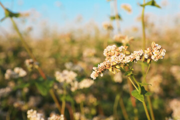 Beautiful blossoming buckwheat field on sunny day, closeup view