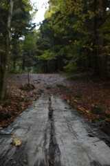 Fototapeta na wymiar Beautiful view of weathered wooden plank in forest on autumn day