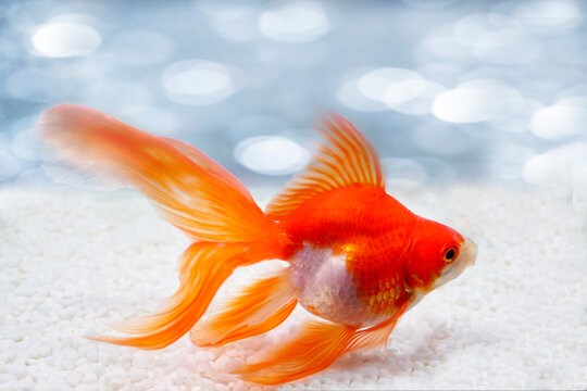 琉金　金魚　優雅