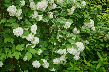 Gelder, snowball tree, Viburnum opulus f. roseum L , "boule de neige" in blooming state, on green leaves background, close up