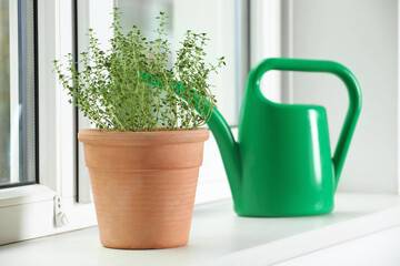 Aromatic green potted thyme and watering can on white windowsill indoors. Space for text