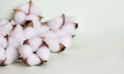 Delicate white cotton flowers, dry cotton branch. Natural organic fiber, agriculture, cotton seeds, fabric raw materials, selective focus