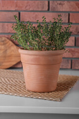 Aromatic green potted thyme on white table near brick wall