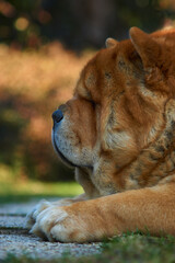 dog portrait in the grass
