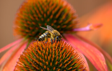 Pszczoła  miodna zbierająca pyłek i nektar z kwitnących w ogrodzie kwiatów  - obrazy, fototapety, plakaty