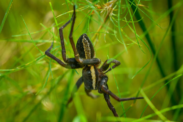 Duży czarny pająk przybrzeżny z żółtym paskiem na boku czai się w trawie - obrazy, fototapety, plakaty