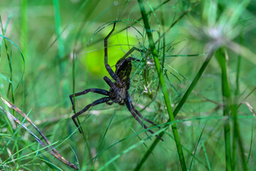 Piękny czarny duży pająk  siedzący w trawie wyczekujący na ofiarę polowania bagnik nadbrzeżny  - obrazy, fototapety, plakaty