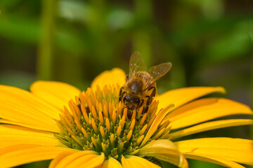 Zapracowana pszczoła na żółtym kwiatku © Paweł Kacperek