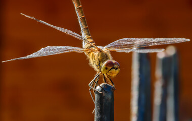 Ważka na płocie  na tle brązowego budynku © Paweł Kacperek