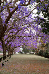 Blooming jacaranda tree in an empty park.