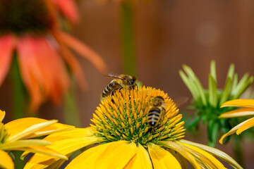 Pszczoły miodne robotnice zbierające pyłek  kwiatowy z kwiatków  - obrazy, fototapety, plakaty