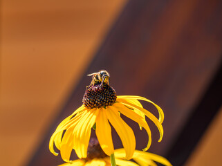 Pszczoła miodna  © Paweł Kacperek