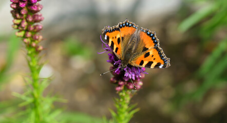 Fototapeta na wymiar Pomarańczowy motyl z czarnymi plamkami na skrzydłach rusałka pokrzywnik kwitnącym kwiatku 