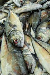 Traditional fish market in Mutrah, Oman. Several types of fish for sale, tuna and other fish.