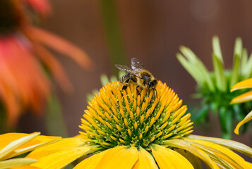 Pszczoła miodna na kwiatku zbierająca nektar