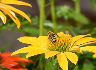 Czarno-żółty owad siedzący  na kwiatku zbierający nektar  - obrazy, fototapety, plakaty